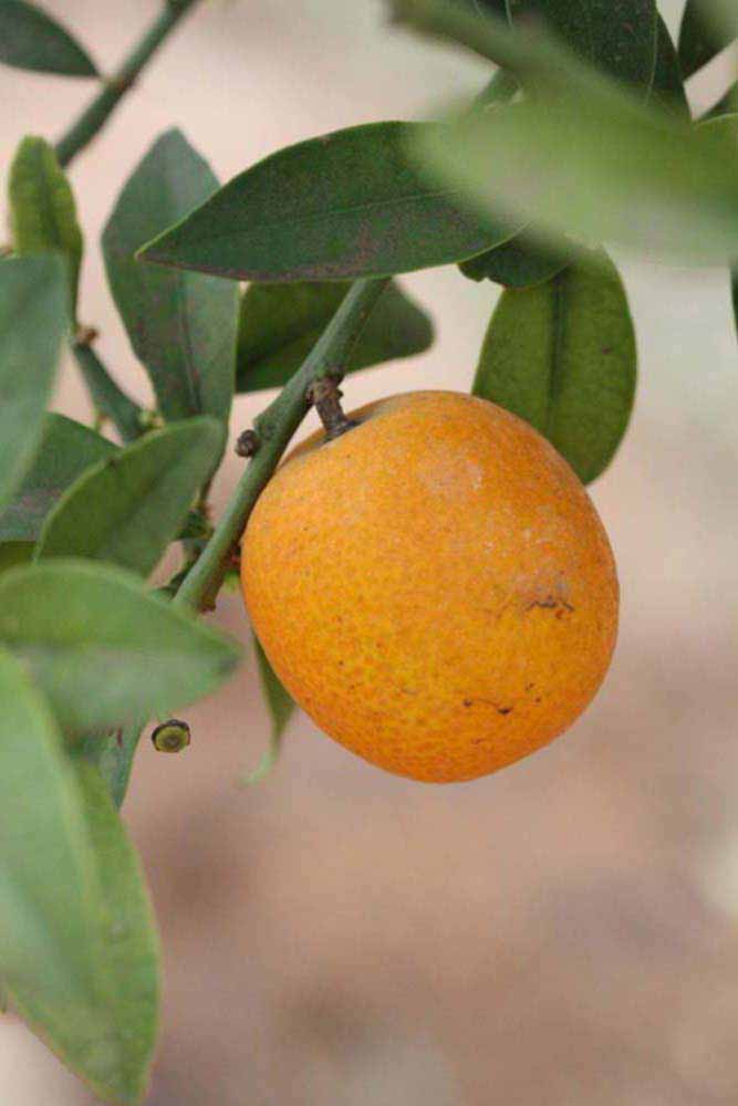            Fruit (Riverside, CA)   